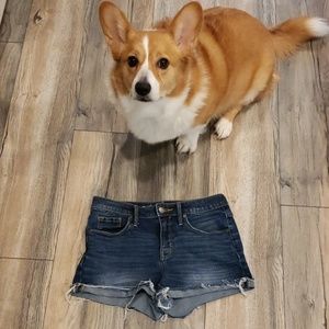corgi shorts target